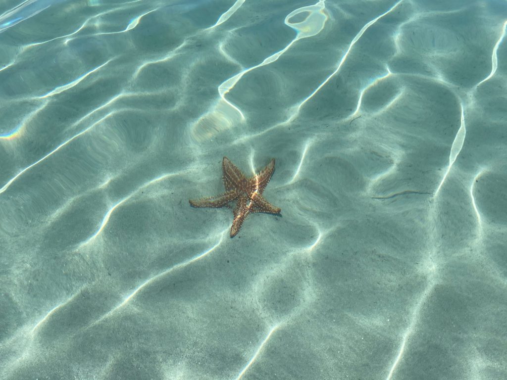 Starfish in Panama Travel