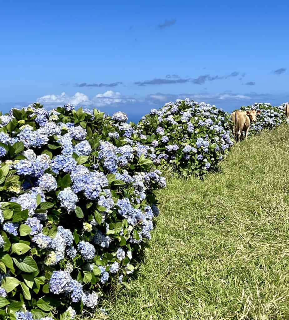 Flores Island Azores Travel Guide