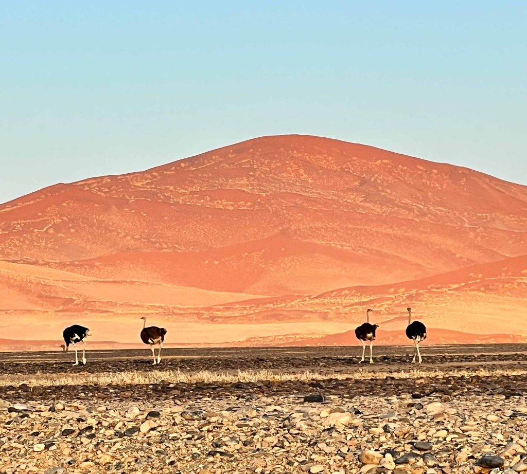 10 Namibia Bucket List Experiences