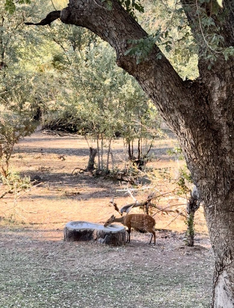 African deer near Ilala Lodge