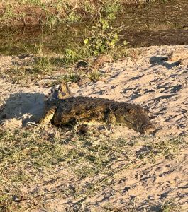 Crocodile at the banks of Zambezi River