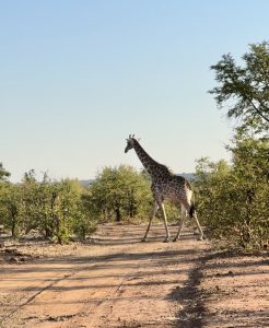 Giraffe spotting in the safari