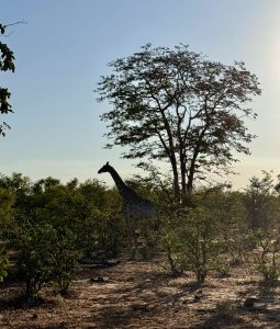 Giraffe spotting in Zambezi National Park