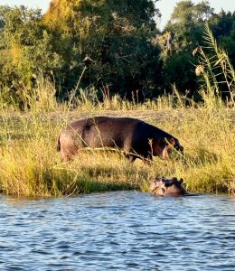 Hippos in Zambezi River