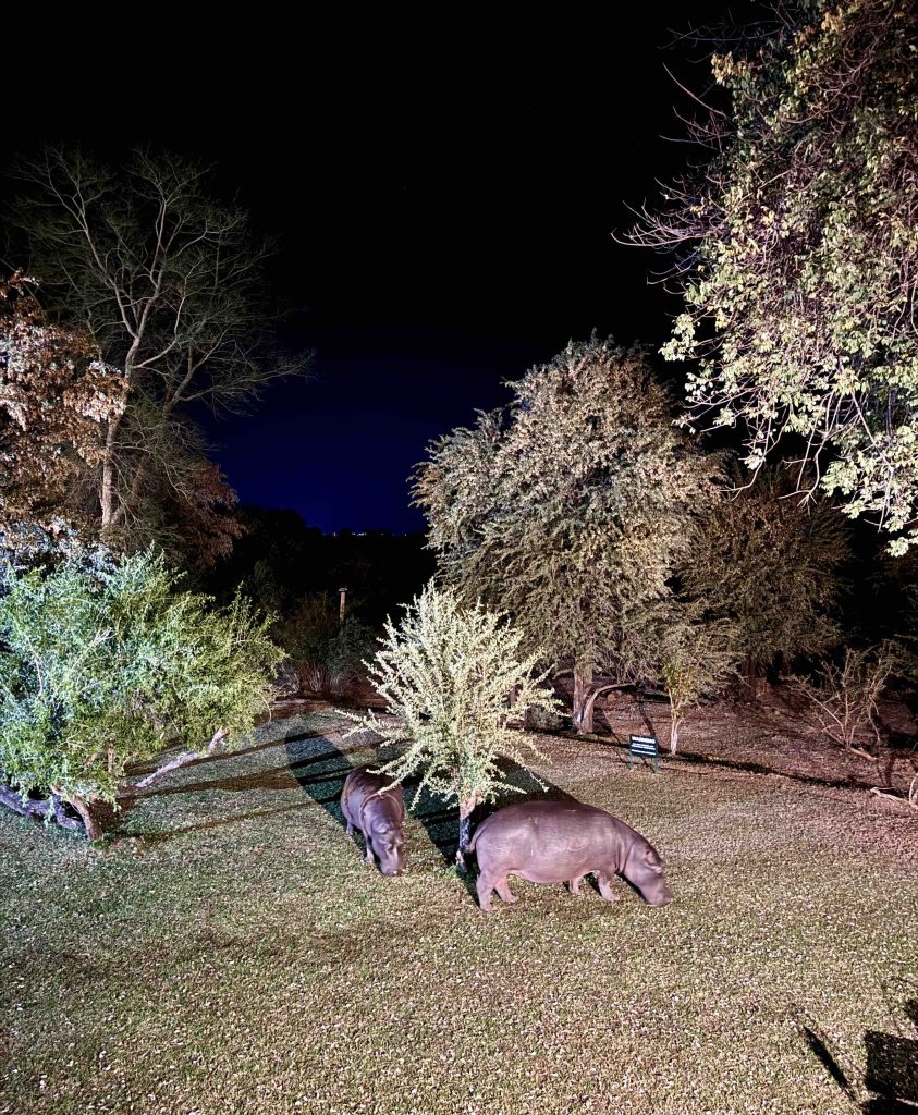 Hippos grazing near Ilala Lodge