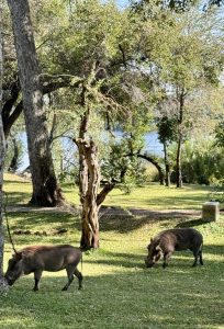 Riverside Elegance: A Blissful Retreat at Palm River Hotel