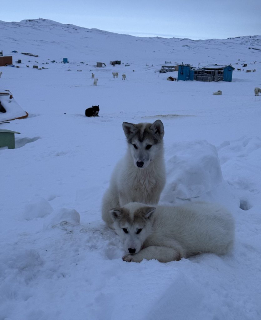 Ilulissat Greenland Dogs in Ilulissat