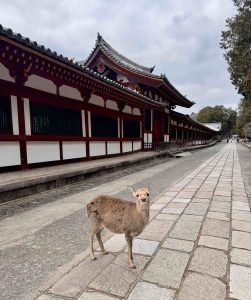 Japan Bucket List for First-Time Travelers